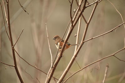 Bird perching on twig