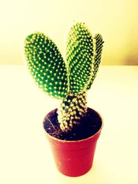 Close-up of potted cactus plant