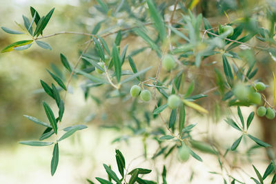 Close-up of fresh green plants