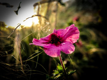 Close-up of pink flowers