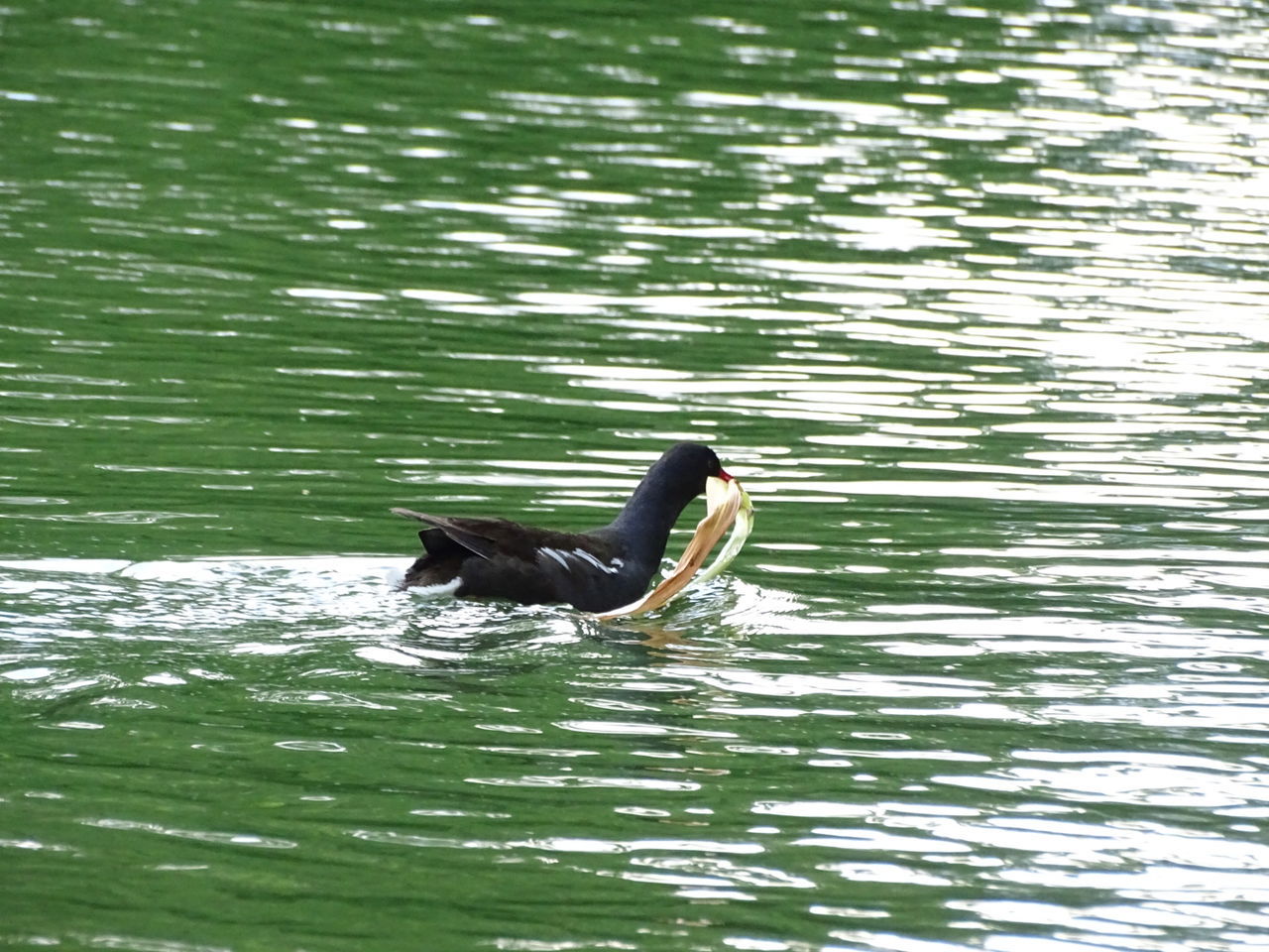 Animals on water