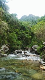 Scenic view of river in forest