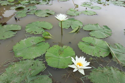 High angle view of water lily amidst leaves in lake