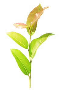 Close-up of leaves against white background