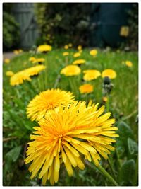 Close-up of yellow flowers blooming outdoors