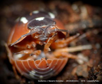 Close-up of snake