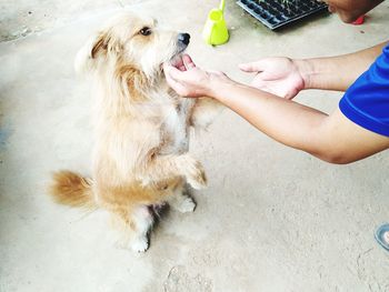 High angle view of woman playing with dog