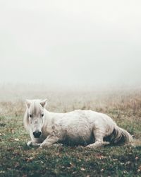 Low angle view of horse lying on field