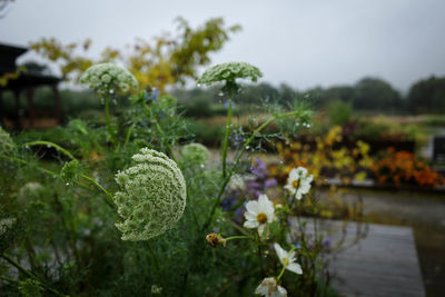 Close-up of white flowering plants on field