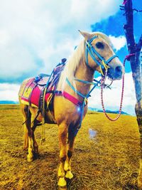 Horse standing on field