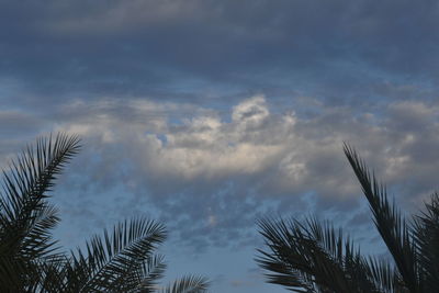 Low angle view of palm trees against sky