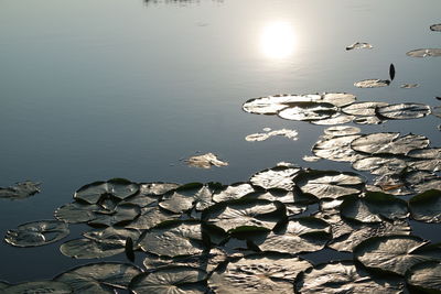 Lily pads floating on pond in sunny day
