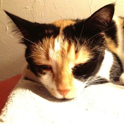 Close-up portrait of cat