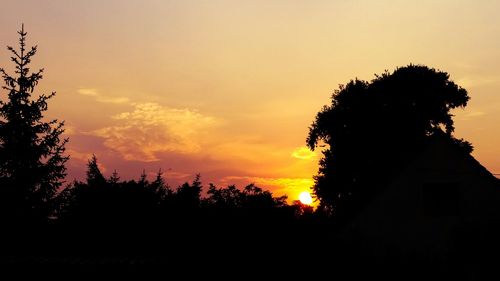 Silhouette of trees at sunset
