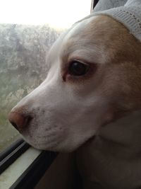 Close-up of dog looking away