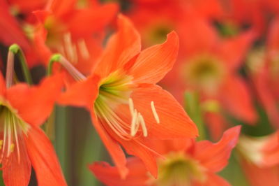 Close-up of orange flowering plants