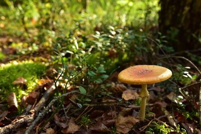 Close-up of mushroom growing on field