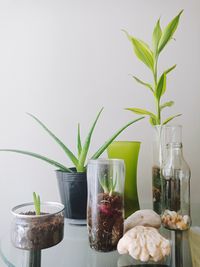 Close-up of potted plant on table