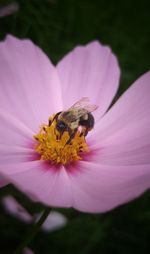 Close-up of bee on pink flower