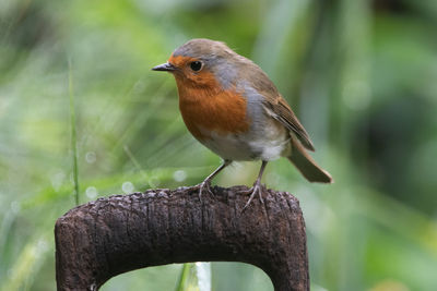 Close-up of bird perching on branch