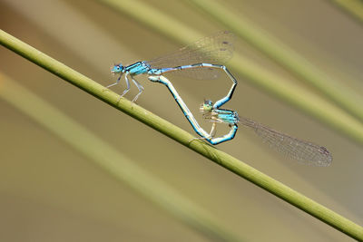 Close-up of insect