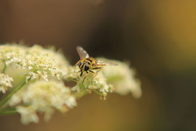 Close-up of bee on plant