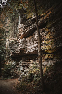 Low angle view of rocks in forest