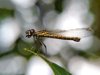 Close-up of dragonfly on plant