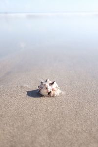 View of dog on beach