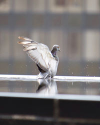 Close-up of bird perching on railing