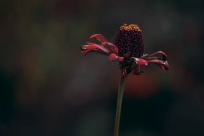 Close-up of wilted flower plant