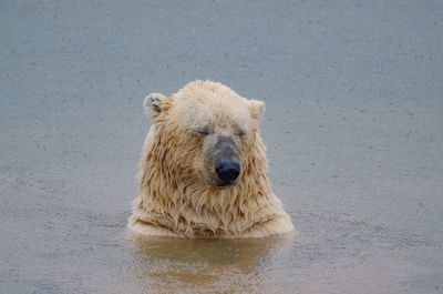 View of polar bear in lake