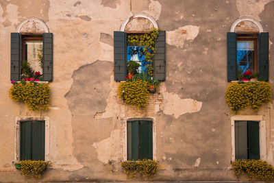 Flowers blooming on window