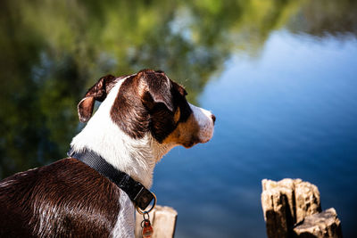 Close-up of a dog looking away