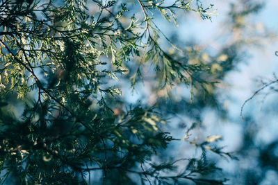 Close-up of branches against sky