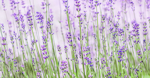 lavender