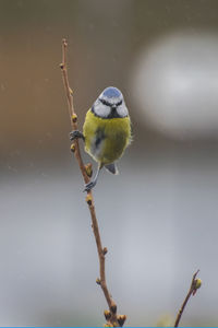 Close-up of blue titmouse on branch