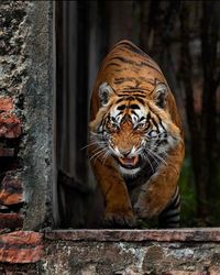 Close-up of tiger