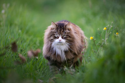 Beautiful fluffy cat walking among the grass