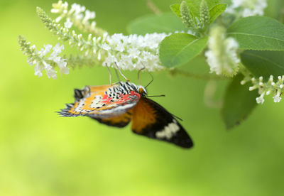 Close-up of butterfly pollinating on flower