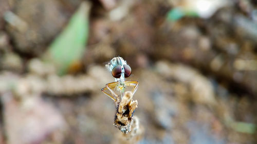 Close-up of bee