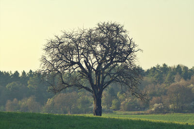 Tree against clear sky