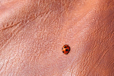 Close-up of ladybug