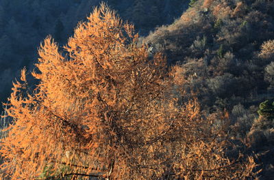 View of trees against sky