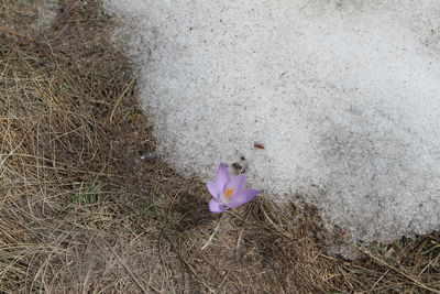 High angle view of purple crocus flower on field