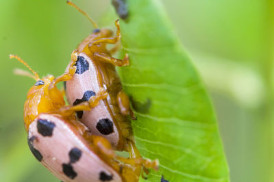 Close-up of two insects on leaf