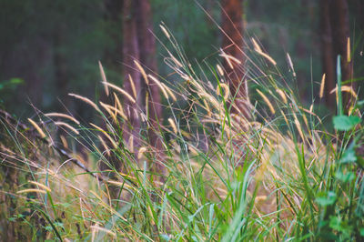 Plants growing on field