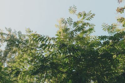 Low angle view of trees against sky