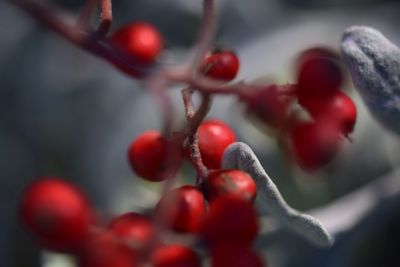 Close-up of berries on tree