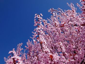 Low angle view of cherry blossoms against blue sky